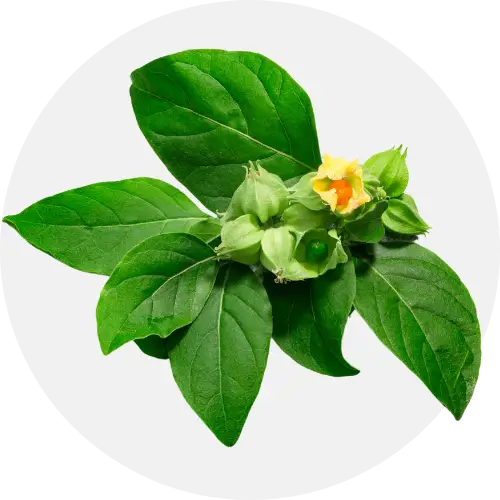 Ashwagandha Plant with leaves and fruits