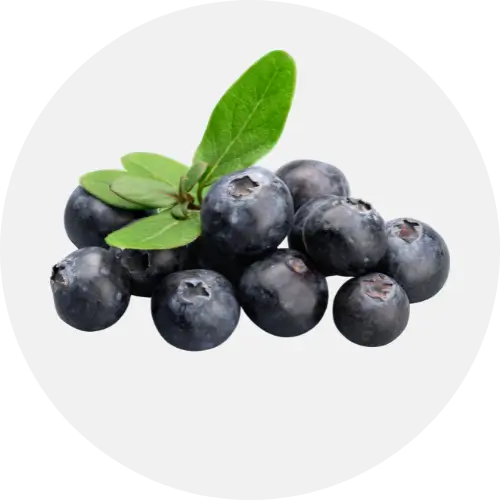 Bilberry Fruits