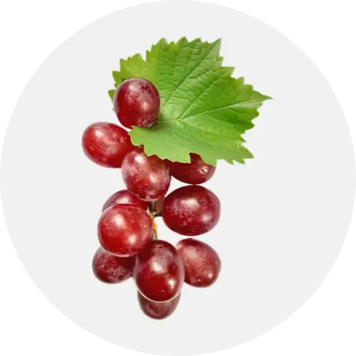 Red Grapes with leaf