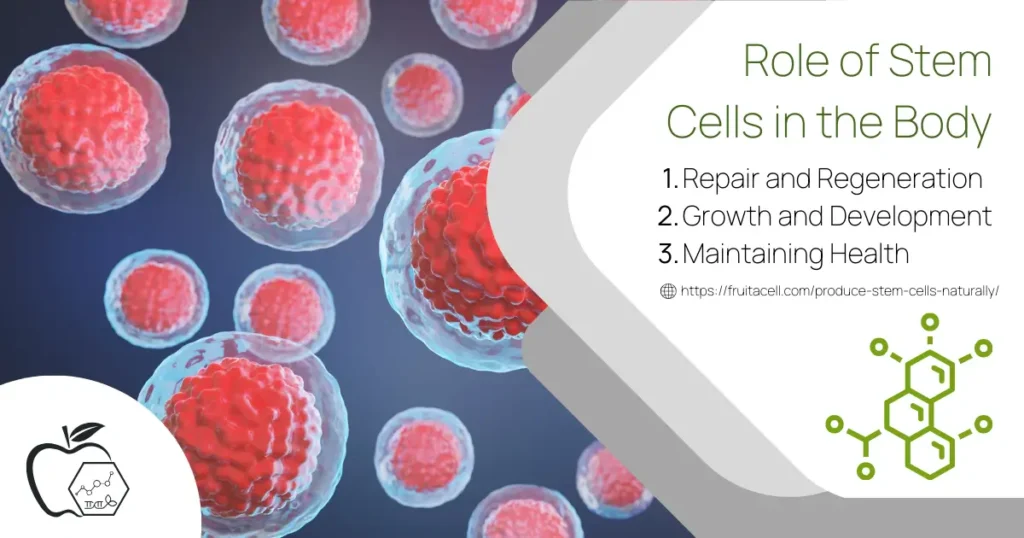 Role of Stem Cells in the Body