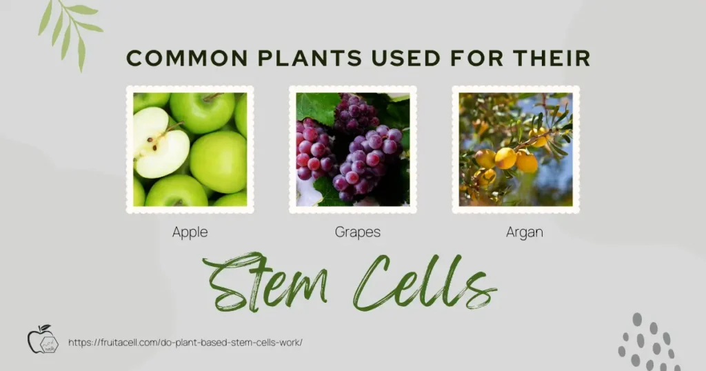 Common plants used for their stem cells include apples, grapes, and argan trees.